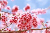 Painel Adesivo Sakura Rosas 1086-2026
