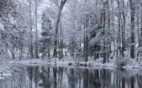 Foto Mural Floresta com Neve 1087-2028