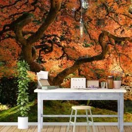 Foto mural jardim de Outono