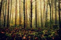 Foto Mural Paisagem Floresta 1111-2208
