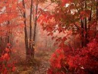 Foto mural Floresta de outono 1116-2232