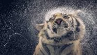 Foto Mural Tigre 1347-2967