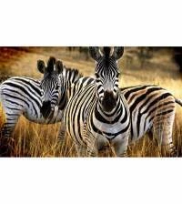 Painel Adesivo Natureza Zebras 1754-4106