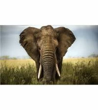 Painel Adesivo Elefante Africano 1757-4112