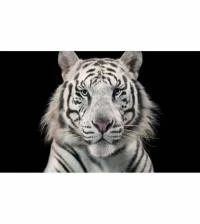 Painel Adesivo Tigre Branco Siberiano 1759-4116