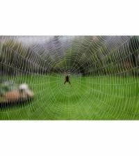 Painel Adesivo Teia de Aranha 1762-4122