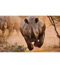 Painel Adesivo Rinoceronte 1764-4126