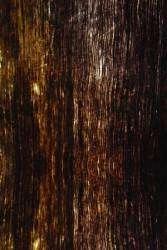 Papel de parede madeira 02