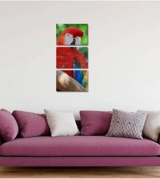 Kit de Quadro Arara Vermelha