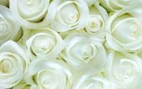 Papel de parede rosas brancas grandes 2384-6105