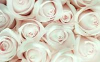 Papel de parede buque de rosas 2387-6107