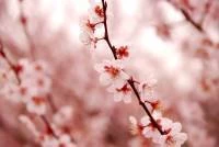 Papel de Parede Sakura rosa 2684-6827