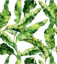Papel de parede folhas de bananeira 2781-6967