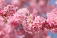Papel de Parede Cerejeiras Rosa