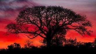 Papel de parede Paisagem por do sol